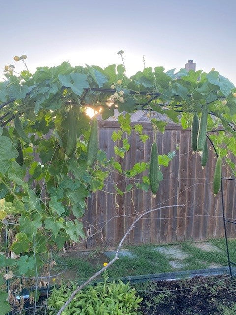 Homegrown Loofah Sponges