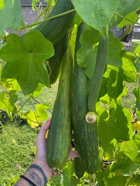 Homegrown Loofah Sponges